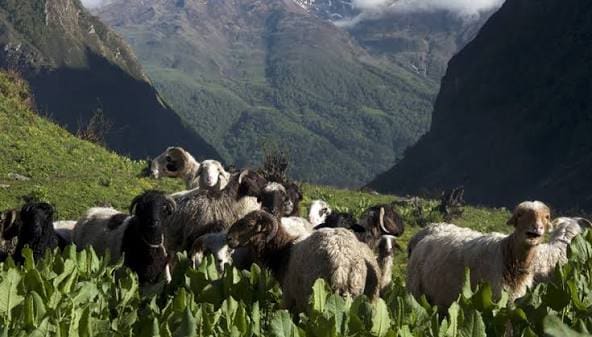 Makalu Hidden Valley Trek photo 16