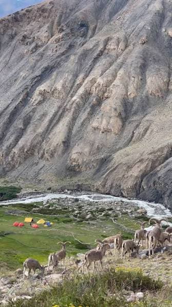 TWO-PEAK CLIMBING EXPEDITION – LADAKH photo 16