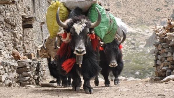 Humla Limi Valley Trek photo 16