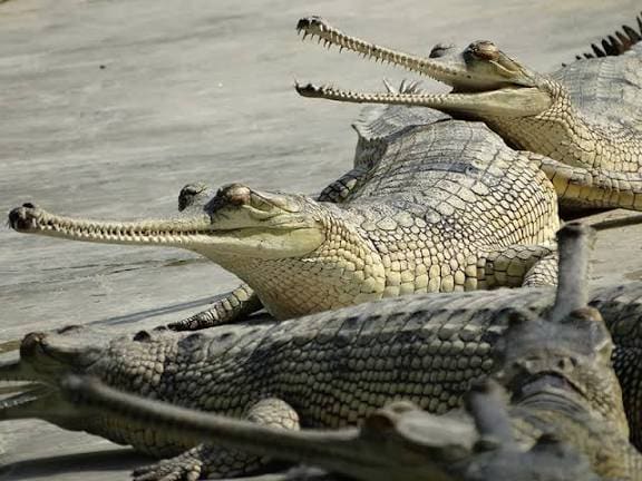 Chitwan Jungle Safari Tour