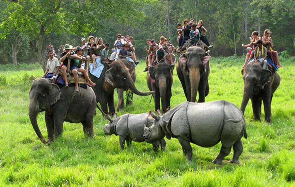 Jungle Safari & Wildlife Adventure cover photo