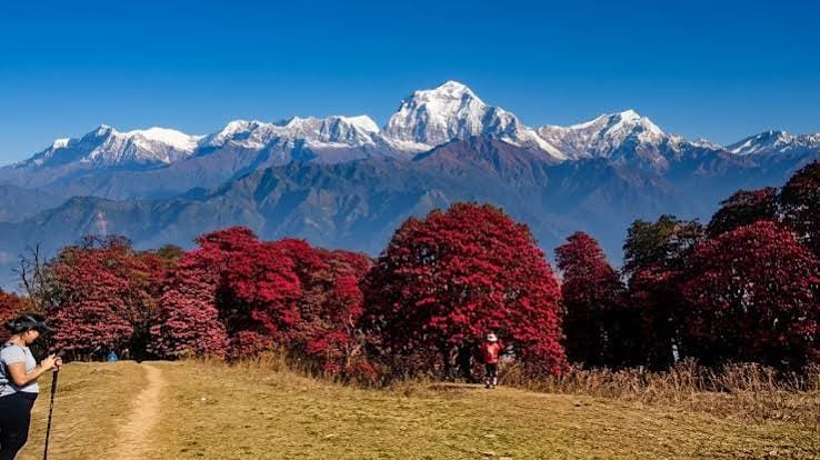 Ghorepani Poon Hill Trek photo 12