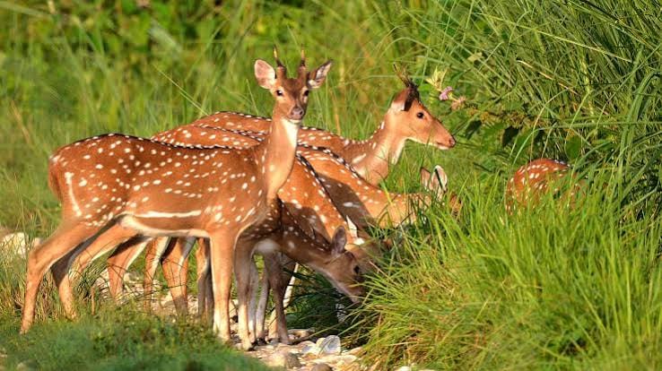 Chitwan Jungle Safari Tour