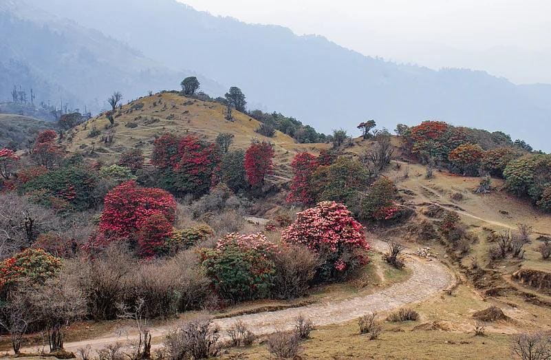 SANDAKPUR–MILKE DANDA–TINJURE–JALJALE GRAND TRAVERSE photo 11