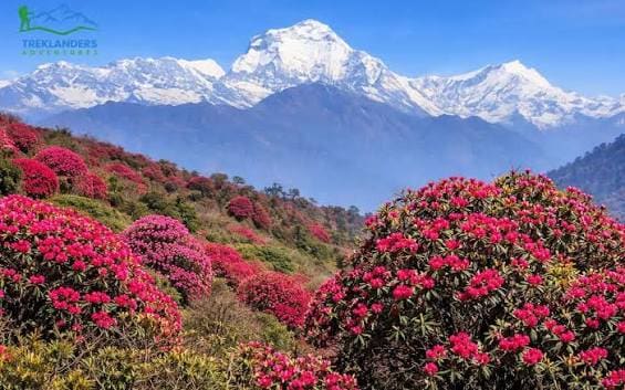 Ghorepani Poon Hill Trek photo 6
