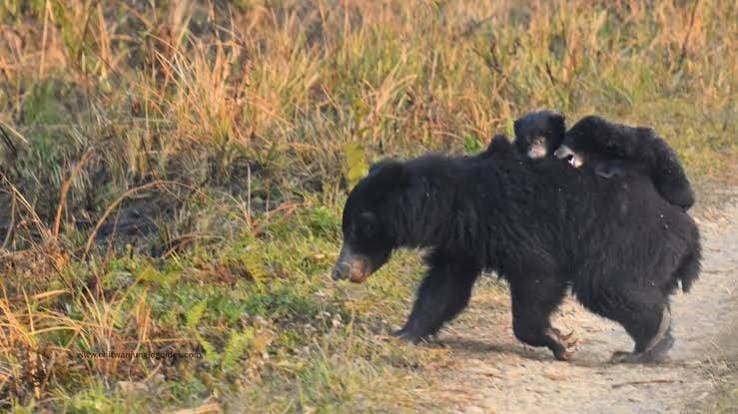 Chitwan Jungle Safari Tour