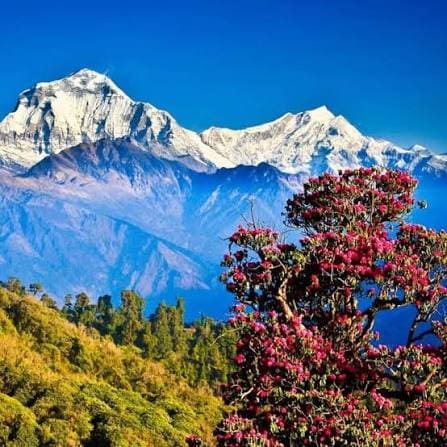 Ghorepani Poon Hill Trek photo 7