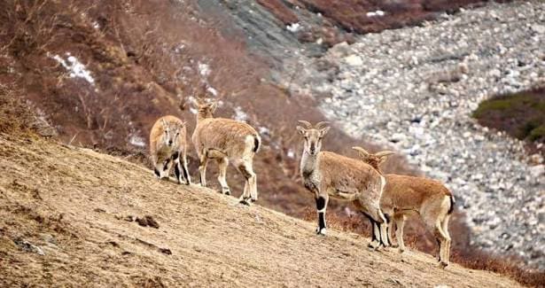 Dhorpatan Wilderness & Highland Culture Trek photo 9