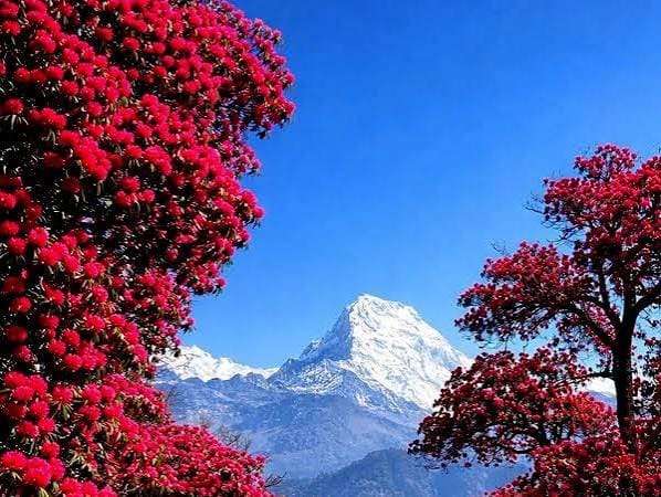 Ghorepani Poon Hill Trek photo 11