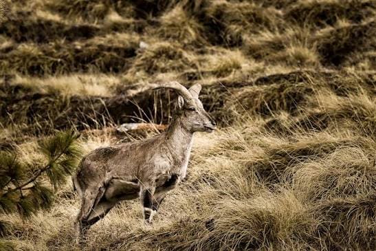 Dhorpatan Wilderness & Highland Culture Trek photo 11
