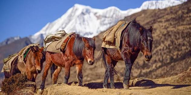 Druk Path Trek: Cultural Heartland of Bhutan photo 5