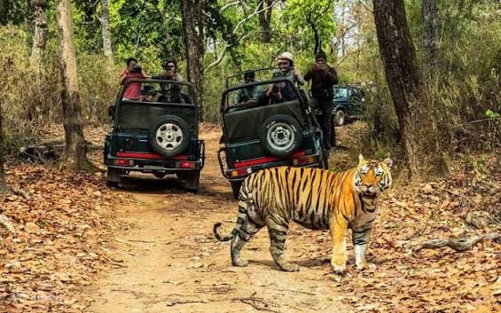 Chitwan Jungle Safari Tour cover photo