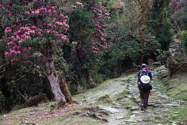 SANDAKPUR–MILKE DANDA–TINJURE–JALJALE GRAND TRAVERSE photo 12