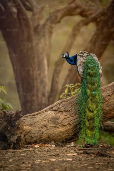 Chitwan Jungle Safari Tour