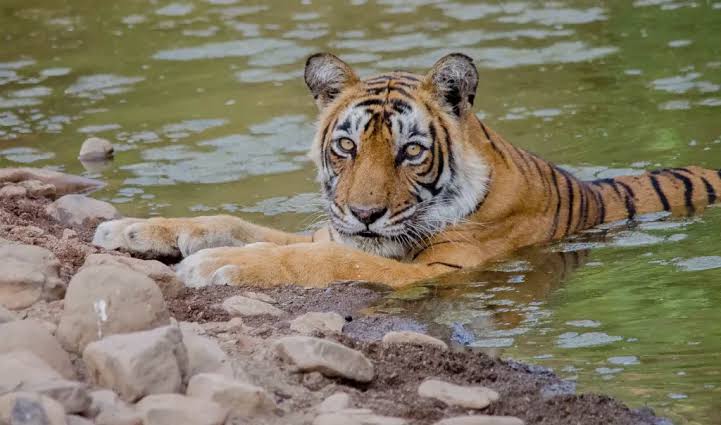 Chitwan Jungle Safari Tour