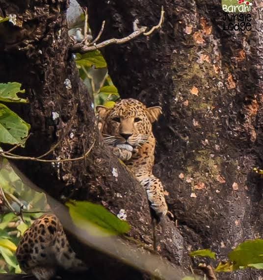 Chitwan Jungle Safari Tour